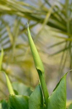 Bahçe çiçeği tomurcuğu - Latince adı - Zantedeschia aethiopica
