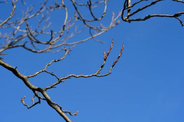 Cennet ağacı dalları mavi gökyüzüne karşı tomurcuklar - Latince adı - Ailanthus altissima
