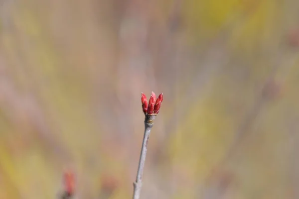 Papillon Branche Érable Japonaise Avec Bourgeons Feuilles Nom Latin Acer — Photo