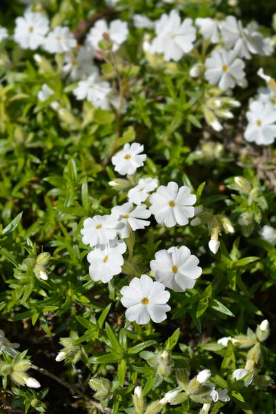 Pełzające Kwiaty Phlox White Delight Łacińska Nazwa Phlox Subulata White — Zdjęcie stockowe