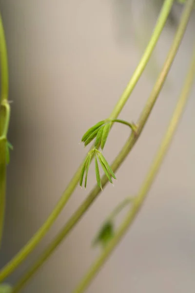 잎아케 비아새로운 라틴어 Akebia Quinata — 스톡 사진
