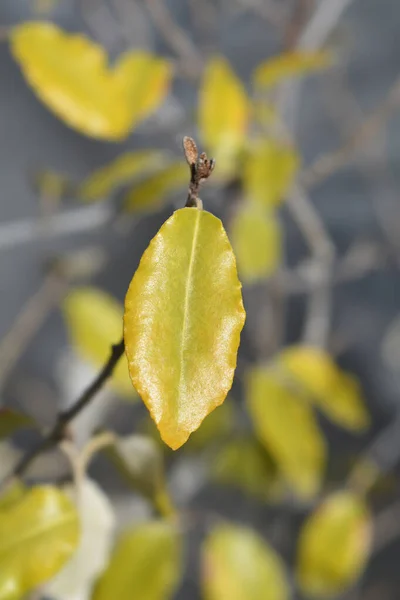 Ebbinges Silverberry Leaves Λατινική Ονομασία Elaagnus Submacrophylla — Φωτογραφία Αρχείου