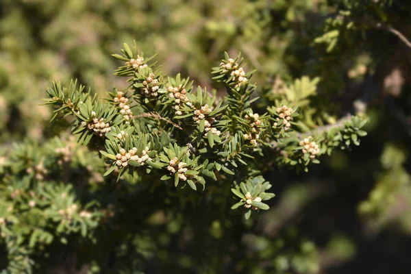 Japán Tiszafa Levelek Apró Virágok Latin Név Taxus Cuspidata Var — Stock Fotó