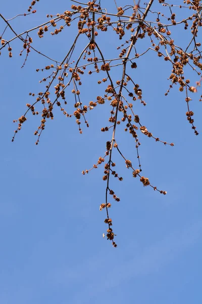 Ramuri Arțar Argint Flori Cerul Albastru Nume Latin Acer Saccharinum — Fotografie, imagine de stoc