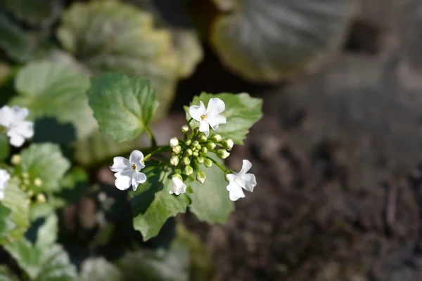 Fiori Bianchi Pennycress Caucasici Nome Latino Pachyphragma Macrophyllum — Foto Stock