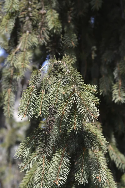 노르웨이 가문비나무 라틴어 Picea는 — 스톡 사진