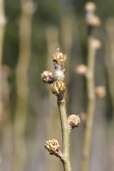 梨の木Burre Hardy枝に蕾 ラテン語名 Pyrus Communis Burre Hardy — ストック写真