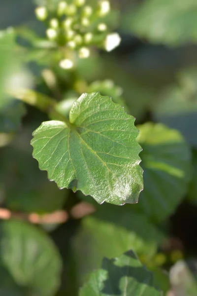 Liść Białej Pennycress Łacińska Nazwa Pachyphragma Macrophyllum — Zdjęcie stockowe