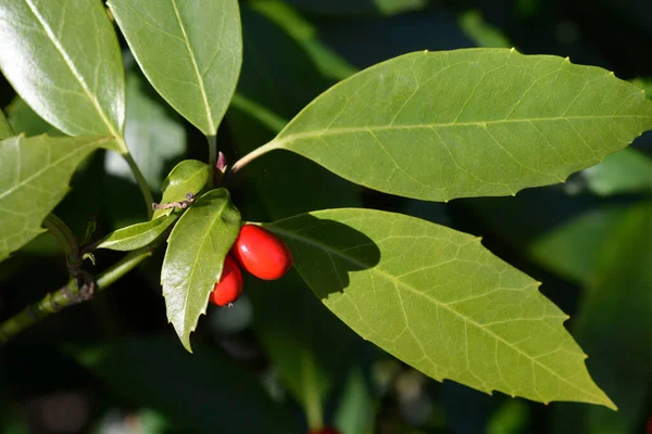 Japanese Laurel Fruit Latin Name Aucuba Japonica — Stock Photo, Image