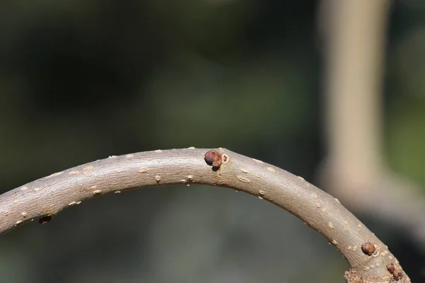 Weeping White Mulberry Branch Buds Latin Name Morus Alba Pendula — Stock Photo, Image