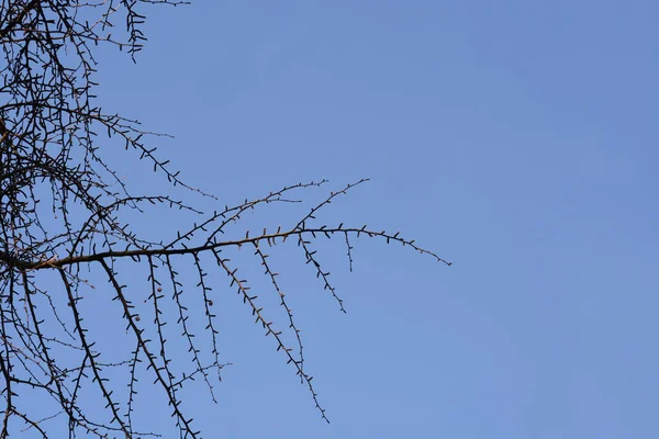 Ginkgo Branches Buds Blue Sky Latin Name Ginkgo Biloba — Stock Photo, Image
