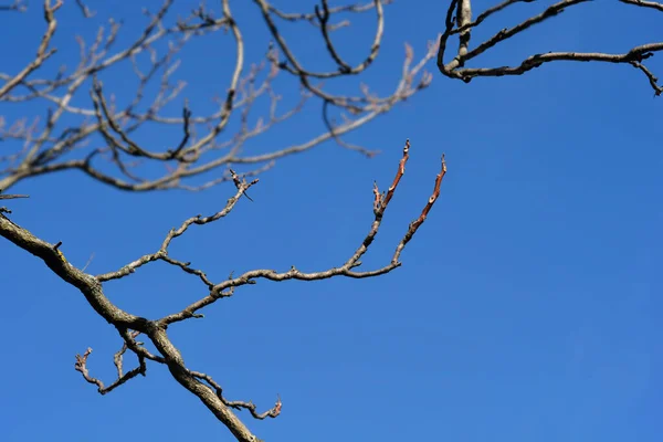 Baum Des Himmels Zweig Mit Knospen Gegen Blauen Himmel Lateinischer — Stockfoto