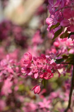 Yaban elması çiçekleri - Latince adı - Malus x purpurea