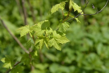 Çiçekli ahududu yaprakları - Latince adı - Rubus kokusu