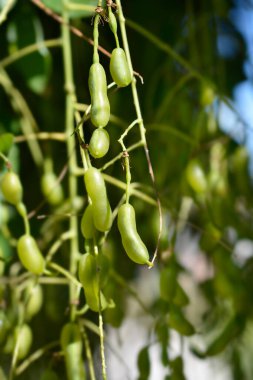 Ağlayan Japon pagoda ağacı meyvesi - Latince adı - Sophora japonica pendula