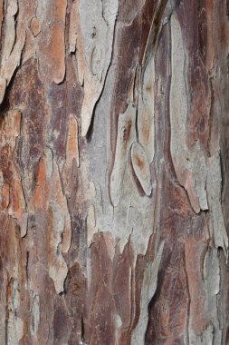 Irish Yew ağaç kabuğu detayı - Latince adı - Taxus baccata