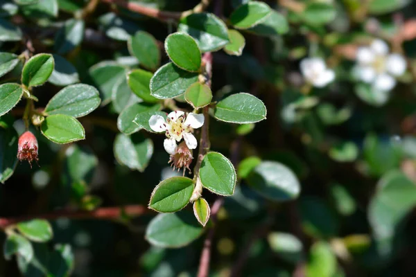 Medovina Cotoneaster Radičané Bílá Květinka Latinské Jméno Cotoneaster Dammeri Radičané — Stock fotografie