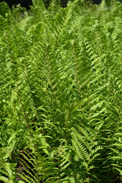 Devekuşu Yaprakları Latince Adı Matteuccia Struthiopteris — Stok fotoğraf