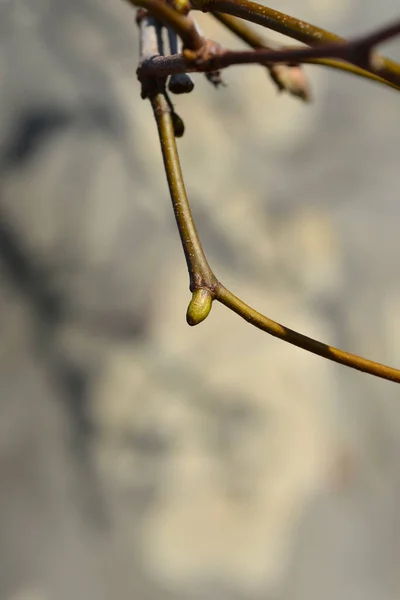 London Plane Branch Bud Latin Name Platanus Hispanica Platanus Acerifolia — Stock Photo, Image