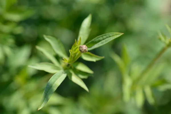 Bristly Yellow Cephalaria Flower Bud Latin Name Cephalaria Flava — Stock Photo, Image