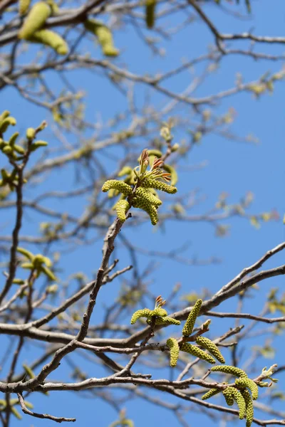 青い空に対して花と新しい葉を持つ一般的なクルミの枝 ラテン名 ユグラン地域 — ストック写真