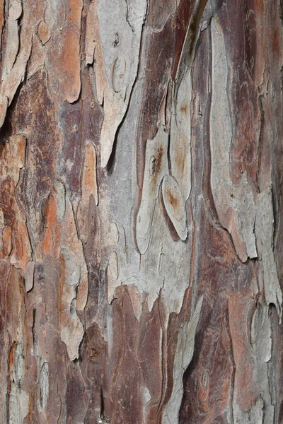 Irish Yew Bark Detail Nom Latin Taxus Baccata — Photo