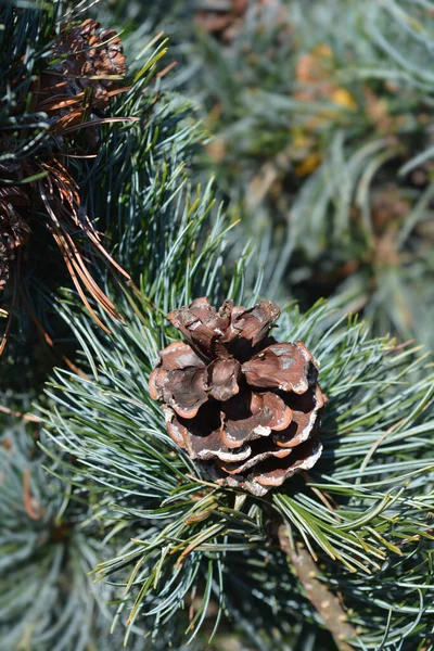 Japanise White Pine Negishi Rama Con Cono Nombre Latino Pinus — Foto de Stock