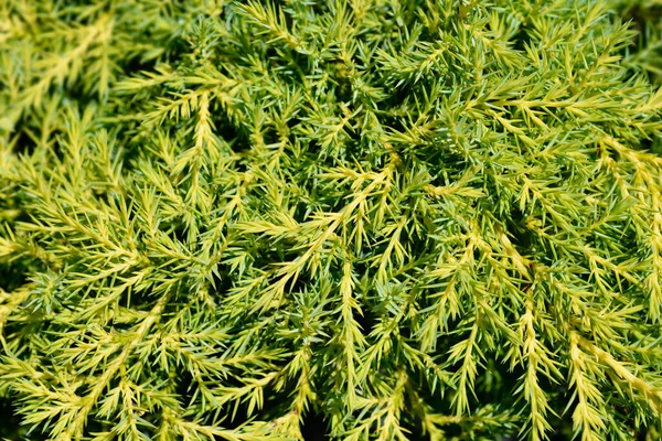 Cabang Juniper Gold Star Nama Latin Juniperus Pfitzeriana Gold Star — Stok Foto