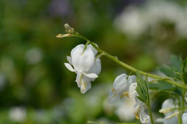 Kanayan kalp beyaz çiçekler - Latince isim - Lamprocapnos spectabilis Alba