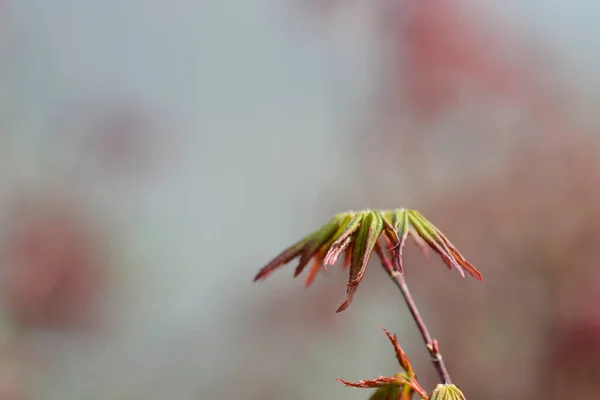 Japonský Javor Berry Broom Nové Listy Latinský Název Acer Palmatum — Stock fotografie