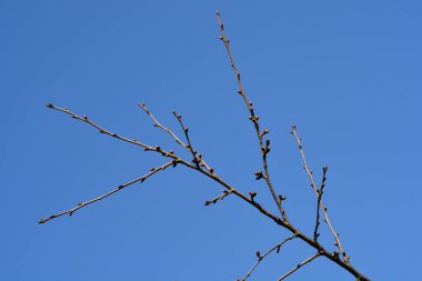 Mavi gökyüzüne karşı tomurcukları olan tatlı kiraz dalı Latince adı Prunus avium