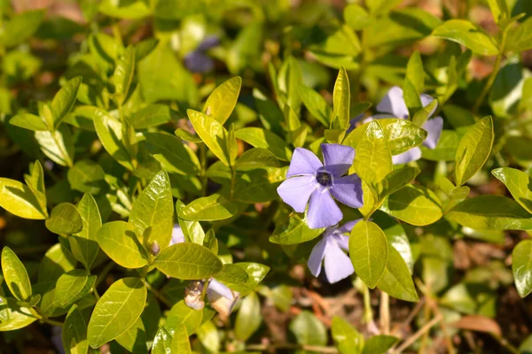 Lesser Periwinkle Leaves Flowers Latin Name Vinca Minor — Stock Photo, Image