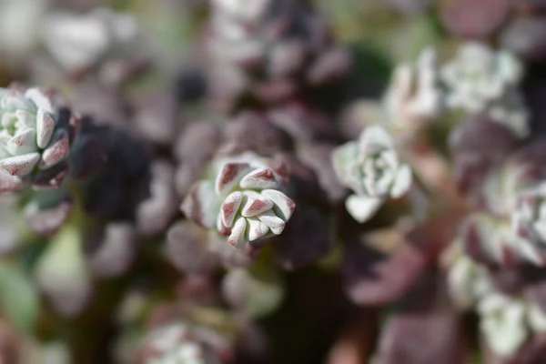 Broadleaf Stonecrop Cape Blanco Leaves Latin Name Sedum Spathulifolium Cape — Stock Photo, Image