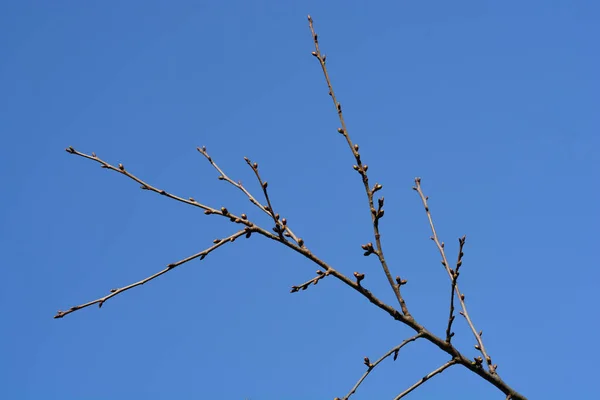 Kirschzweig Mit Knospen Vor Blauem Himmel Lateinischer Name Prunus Avium — Stockfoto