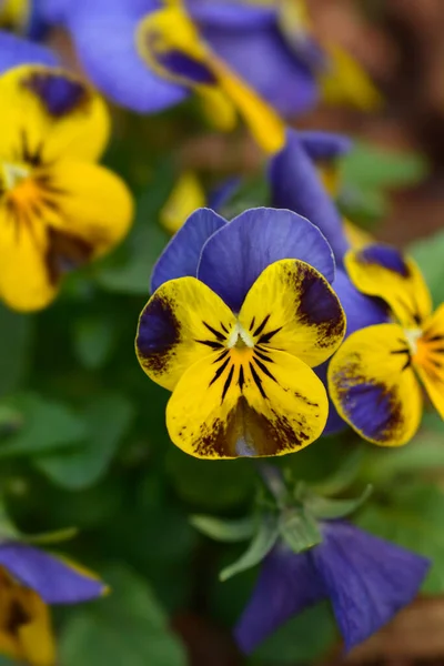 Blue Yellow Brown Horned Violet Flowers Latin Name Viola Cornuta — Stock Photo, Image