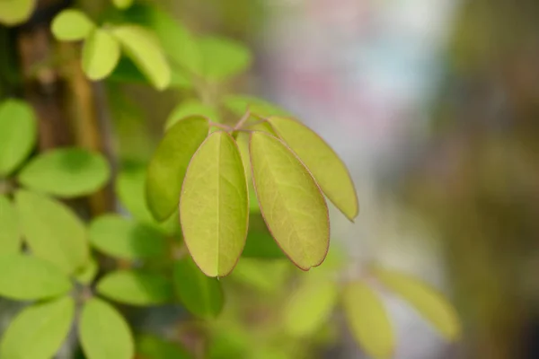 Feuilles Akebia Cinq Feuilles Nom Latin Akebia Quinata — Photo