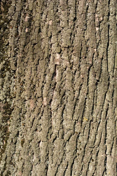 チューリップの木の樹皮の詳細 ラテン語名 リリオデンドロンチューリップ — ストック写真