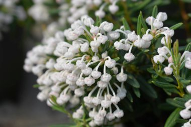 Bataklık biberiyesi Compacta çiçekleri - Latince adı - Andromeda polifolia Compacta