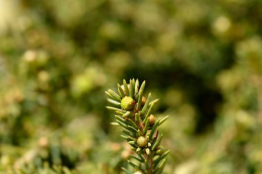Küçük Mücevher Norveç ladini - Latince adı - Picea Küçük Mücevherlere Değer