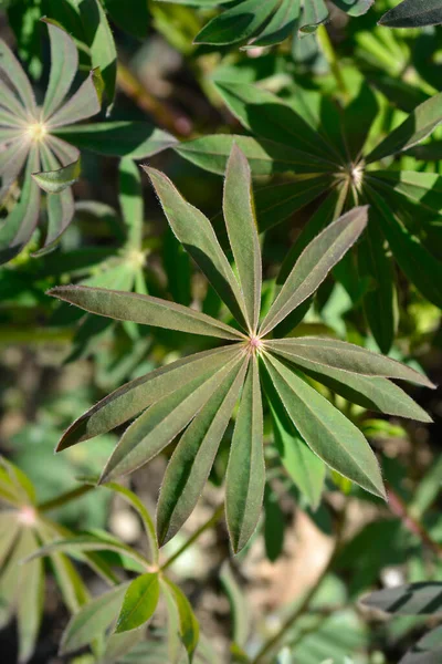 Liście Łubinu Liściastego Nazwa Łacińska Lupinus Polyphyllus — Zdjęcie stockowe