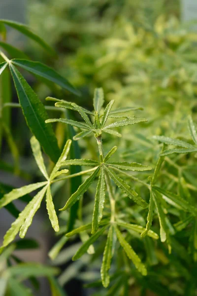 Mexikanska Apelsin Aztec Pearl Blad Latinskt Namn Choisya Dewitteana Aztec — Stockfoto