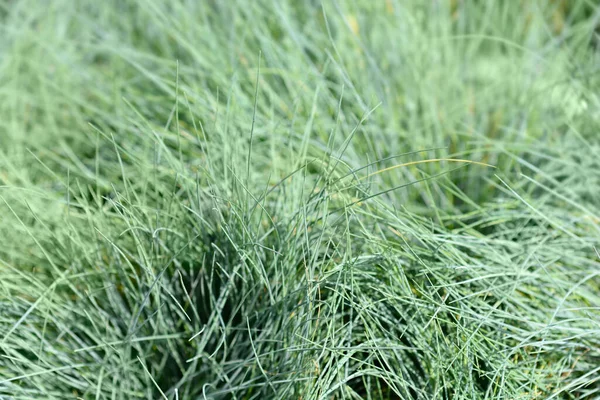 Blue Fescue Intense Blue Leaves Латинское Название Festuca Glauca Intense — стоковое фото