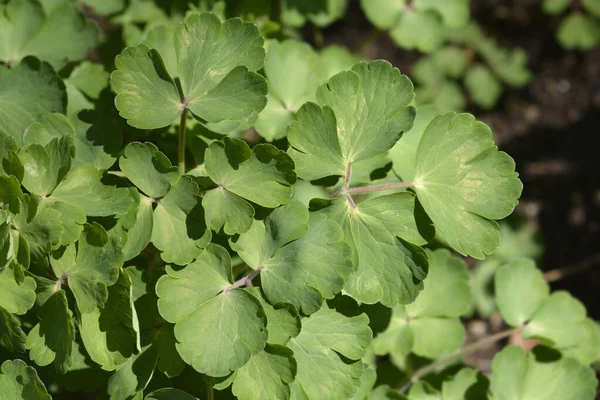 Κοινά Φύλλα Κολομπίνης Λατινική Ονομασία Aquilegia Vulgaris — Φωτογραφία Αρχείου