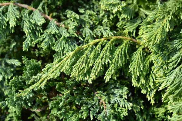爬行的Juniper Blue Chip分支 拉丁文名称 Juniperus Horizontal Talis Blue Chip — 图库照片