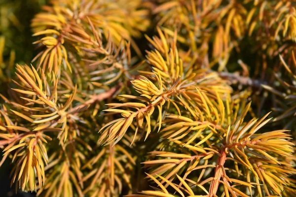 Shore Juniper All Gold Branch Latin Name Juniperus Conferta All — Stock Photo, Image