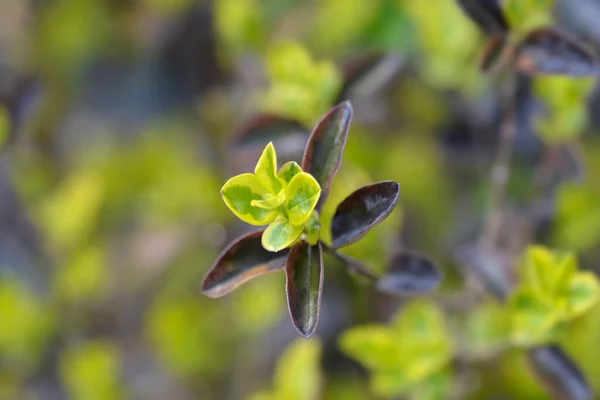 Złote Liście Nazwa Łacińska Ligustrum Ovalifolium Aureum — Zdjęcie stockowe