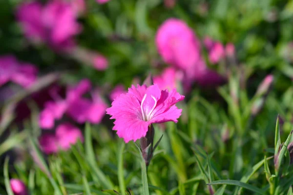 Flores Rosa Kahori Magenta Nome Latino Dianthus Kahori — Fotografia de Stock