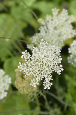 Yabani havuç çiçek - Latince adı - Daucus carota