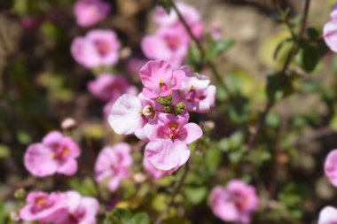 Twinspur pembe çiçekleri - Latince adı - Diascia barberae