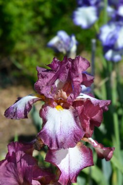 Uzun sakallı iris Crinoline çiçekleri - Latince adı Iris barbata elatior Crinoline